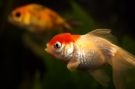 Goldfish Picture