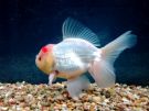 Filename=redcaporanda2.jpg
Filesize=34KB
Dimensions=400x300
Date added=May 01, 2008 redcaporanda2.jpg