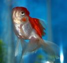 Filename=redcaporanda4.jpg
Filesize=174KB
Dimensions=1200x1135
Date added=Aug 04, 2008 redcaporanda4.jpg