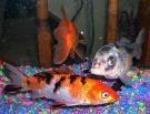 Filename=tricolor-koi.jpg
Filesize=291KB
Dimensions=1100x843
Date added=Aug 05, 2008 tricolor-koi.jpg