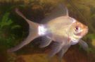 Filename=white-comet-goldfish.jpg
Filesize=436KB
Dimensions=1024x671
Date added=May 13, 2008 white-comet-goldfish.jpg
