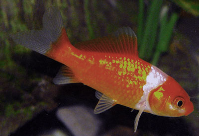 a common goldfish