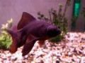 a blackmoor goldfish