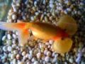 a bubble-eye goldfish