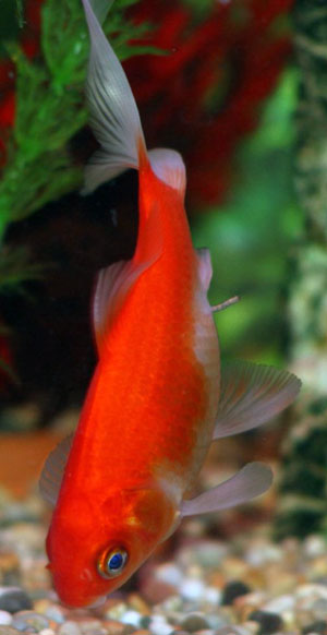 https://www.petgoldfish.net/file/common-goldfish-1.jpg