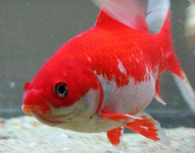 common goldfish