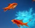two common goldfish