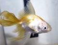 a fantail goldfish