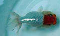 a lionhead goldfish