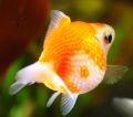 a pearlscale goldfish