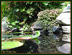 pond plants