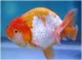 a ranchu goldfish