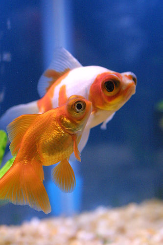 https://www.petgoldfish.net/file/telescope-eye-goldfish-2.jpg