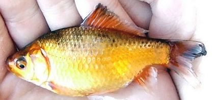 wild goldfish with yellow pigmentation