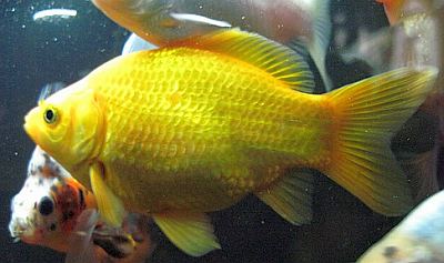 a yellow common goldfish